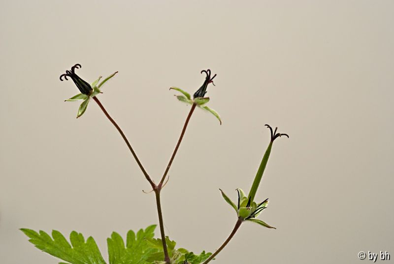 Geranium verblüht, streng