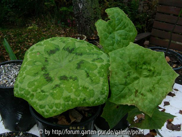 Podophyllum Kaleidoscope und Spotty Dotty