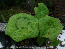 Podophyllum Kaleidoscope und Spotty Dott