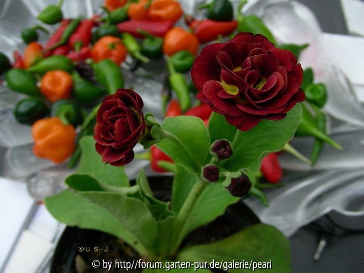 Crimson Glow mit Chili