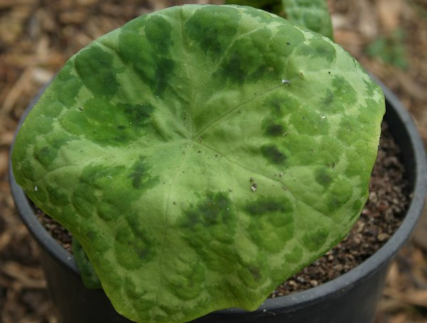 Podophyllum 'Kaleidoscope'