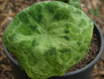 Podophyllum 'Kaleidoscope'