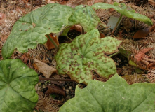 Podophyllum 'Spotty Dotty'