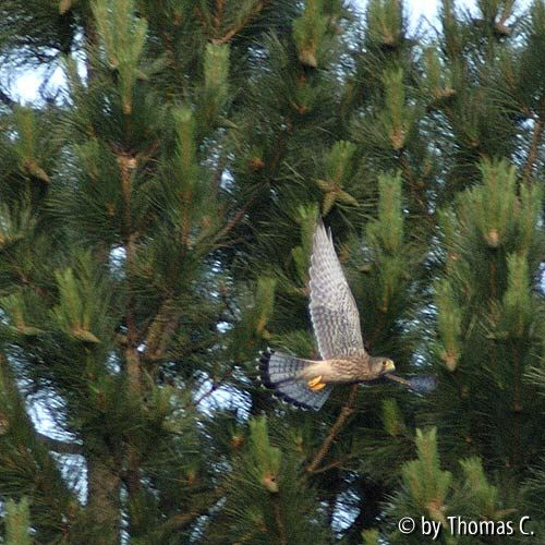 Falke Flugbild