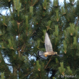 Falke Flugbild