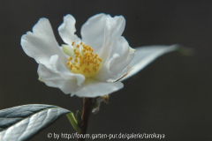 C.fluviatilis 2. Blüte