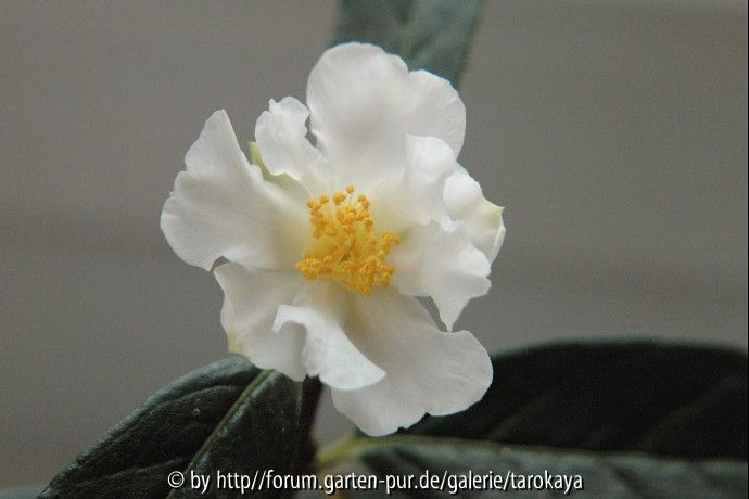 C.fluviatilis nov 2. Blüte
