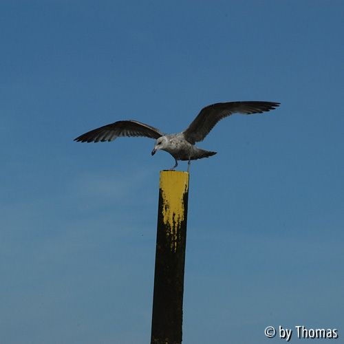 Belgische Küste - De Haan