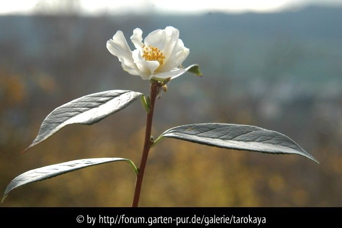 C.fluviatilis klassisch