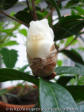 granthamiana - Knospe 15.11.2008