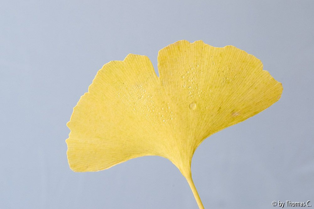 Ginkgogelb