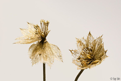 Astrantia Nov1508