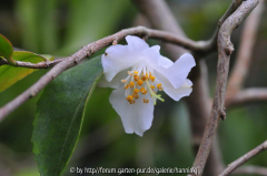Camellia fraterna