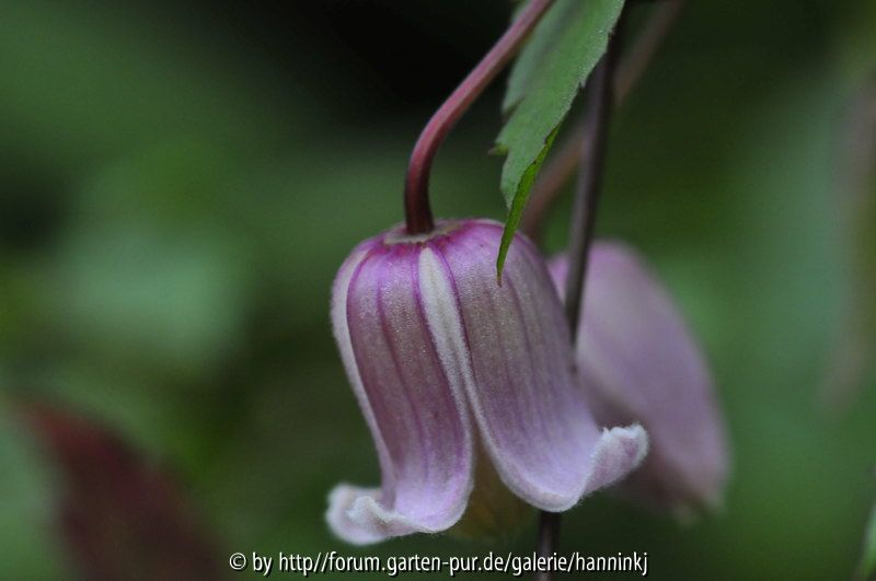 Clematis lasiandra 2