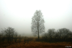[galerie pid=40655]