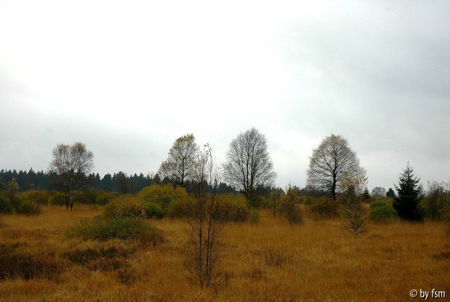 Hohes Venn 1 25-10-2008