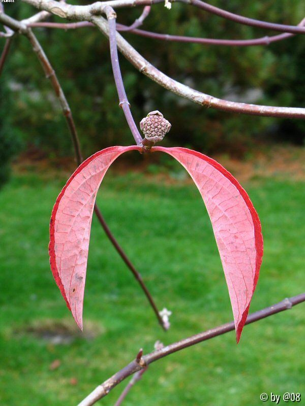 Cornus Eddy on low altitude flight
