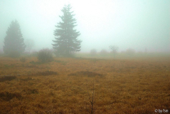 Hohes Venn 5 15-11-2008