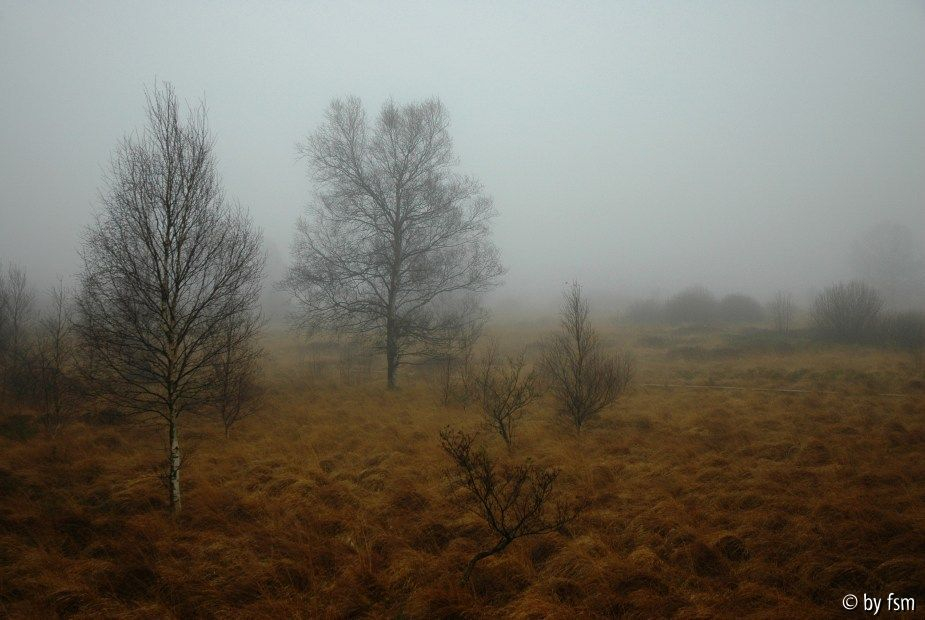 Hohes Venn 2 15-11-2008
