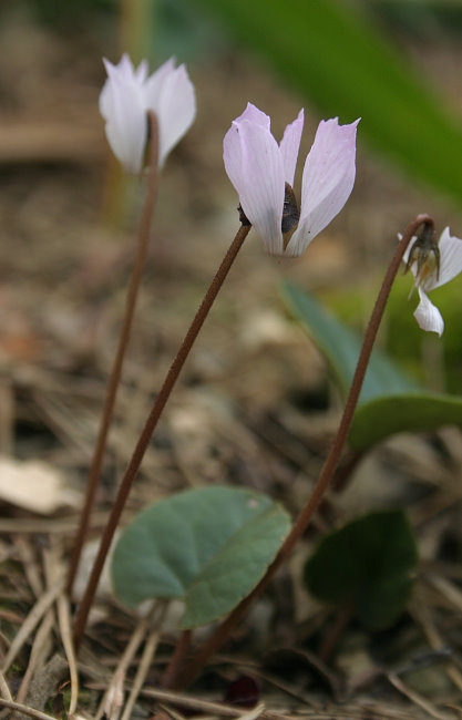 Cyclamen intaminatum