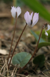 Cyclamen intaminatum