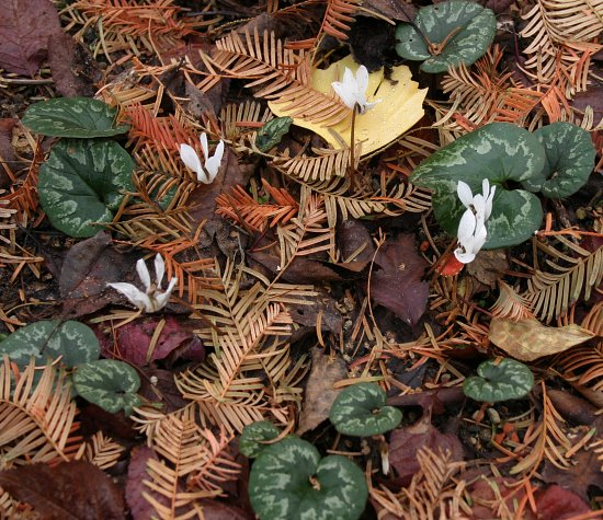 Cyclamen cilicicum