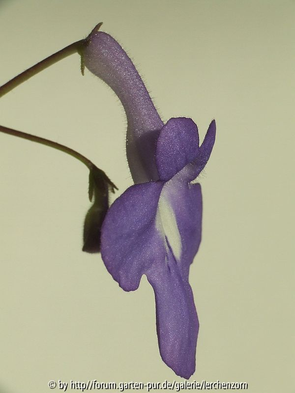 Drehfrucht (Streptocarpus saxorum)