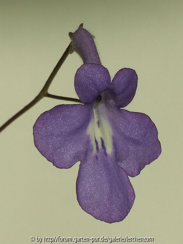 Drehfrucht (Streptocarpus saxorum)