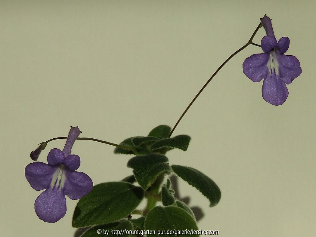Drehfrucht (Streptocarpus saxorum)