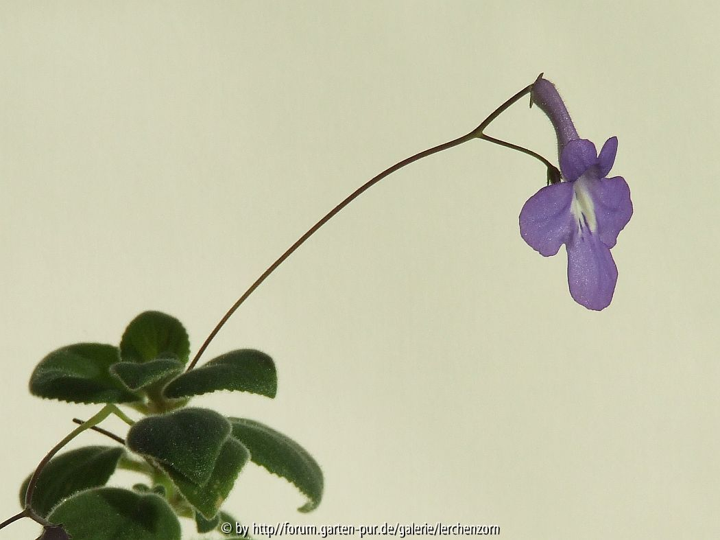 Drehfrucht (Streptocarpus saxorum)