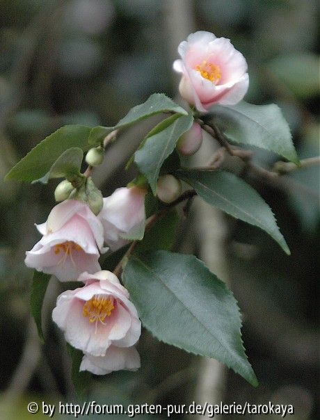 rosiflora cascade loc