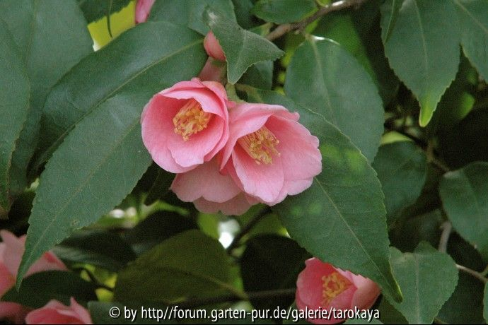 C.rosaeflora2