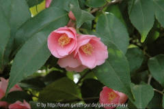 C.rosaeflora2