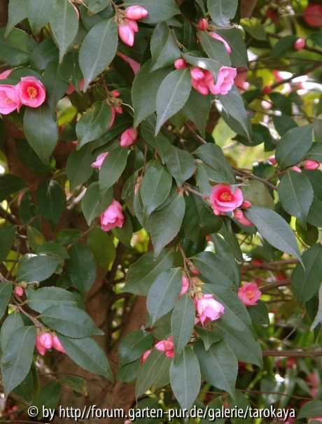 C.rosaeflora ganz