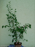 Rosaeflora 2 Pflanze