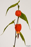Abutilon Laternchen