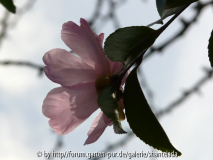 Plantation Pink08.jpg