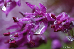 Allium-Tropfen
