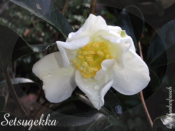 Camellia sasanqua Setsugekka