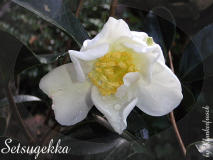 Camellia sasanqua Setsugekka