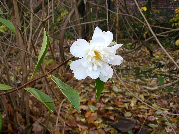 Camellia oleifera Snow flurry in the Garden