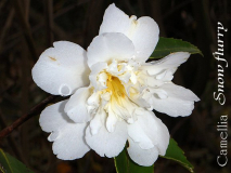 Camellia Snow flurry detail Blüte