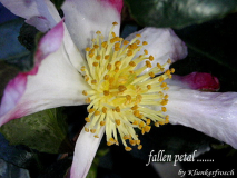 Camellia sasanqua Variegata