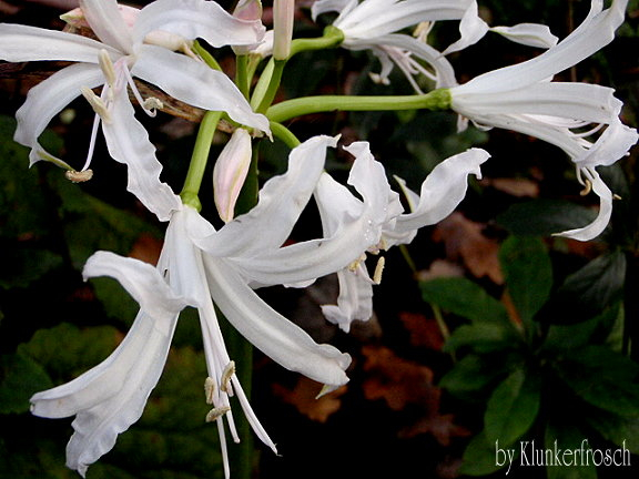 Nerine bowdenii alba /Guernsey