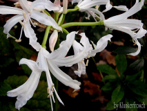 Nerine bowdenii alba /Guernsey