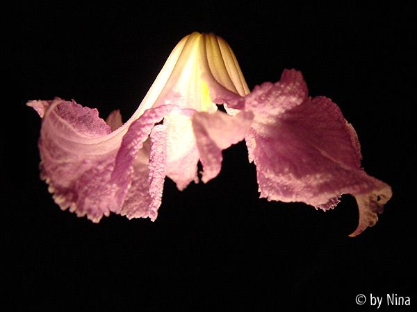 Betty Corning bei Nacht