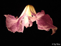 Betty Corning bei Nacht