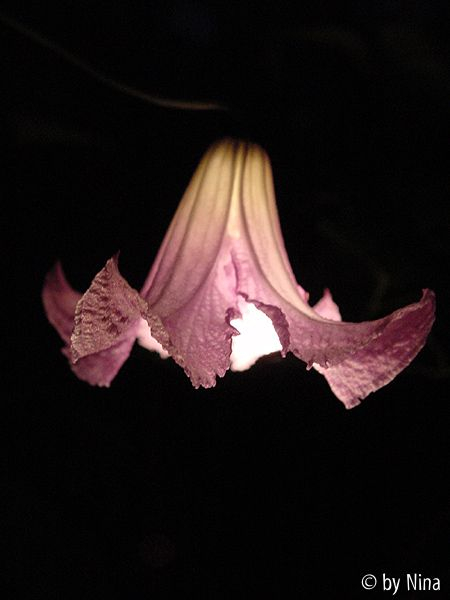 Betty Corning bei Nacht (Hochformat)