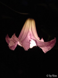 Betty Corning bei Nacht (Hochformat)