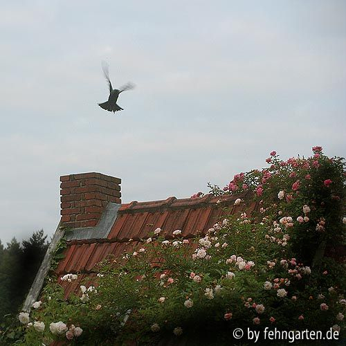 dohlenmutter wohnt im kamin